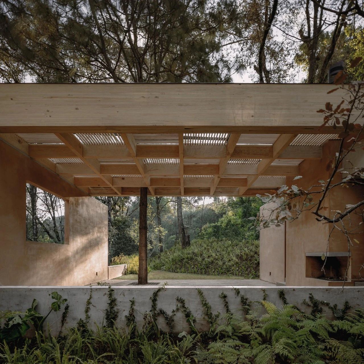 蕨类植物丨墨西哥丨Taller Hector Barroso-16