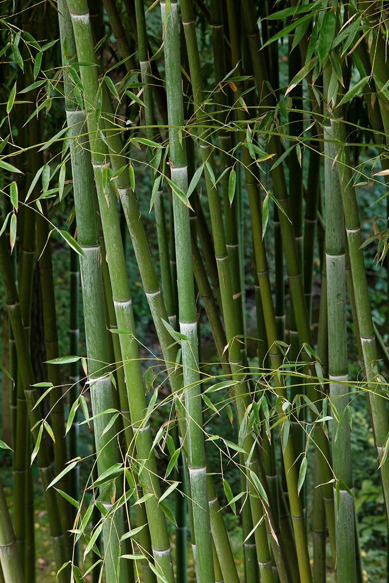 世界上最大的绿色迷宫丨意大利丨Pier Carlo Bontempi-8