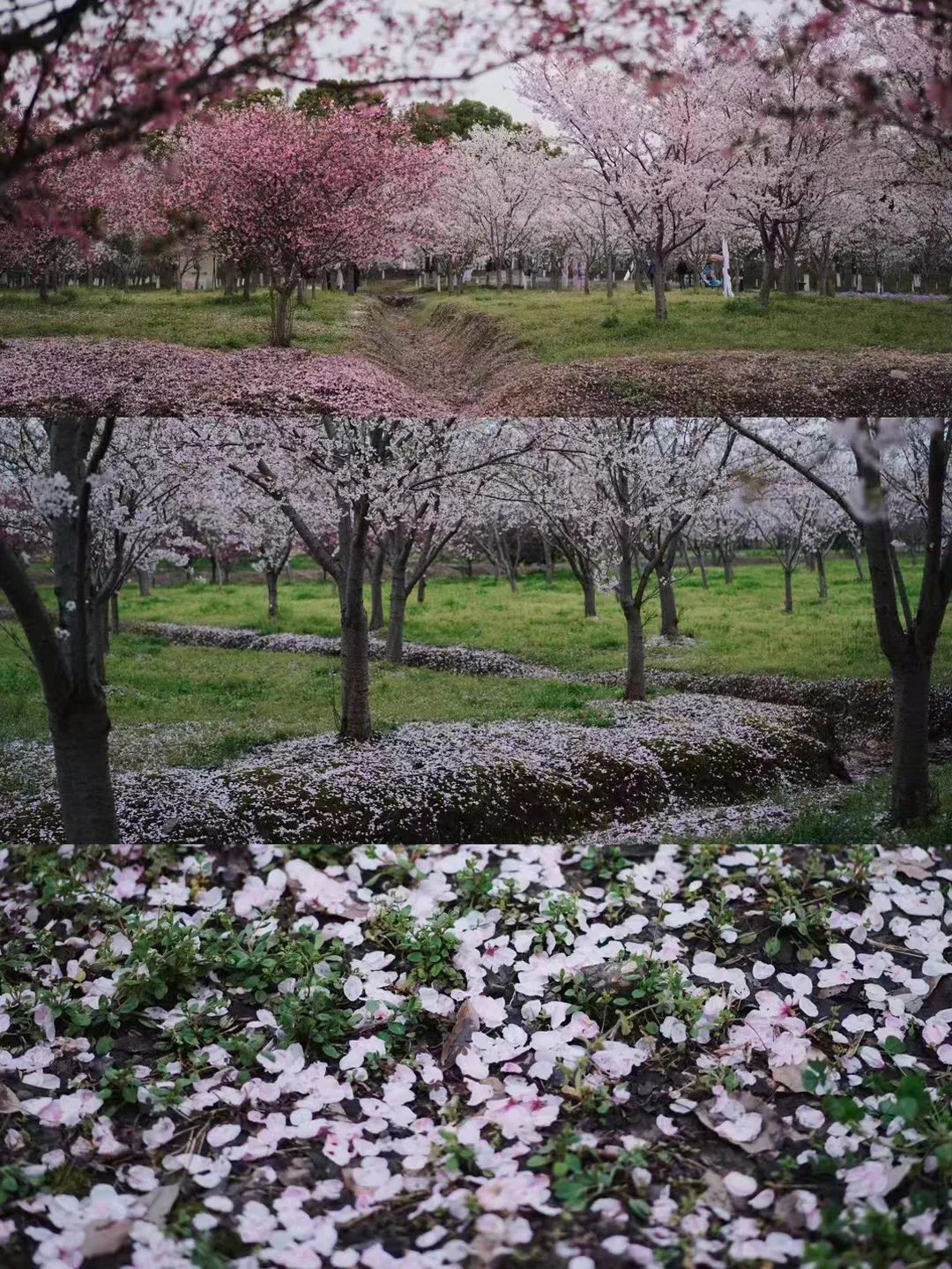 春归无觅处 · 瑞安瑞祥公馆私宅设计丨朗石设计-13