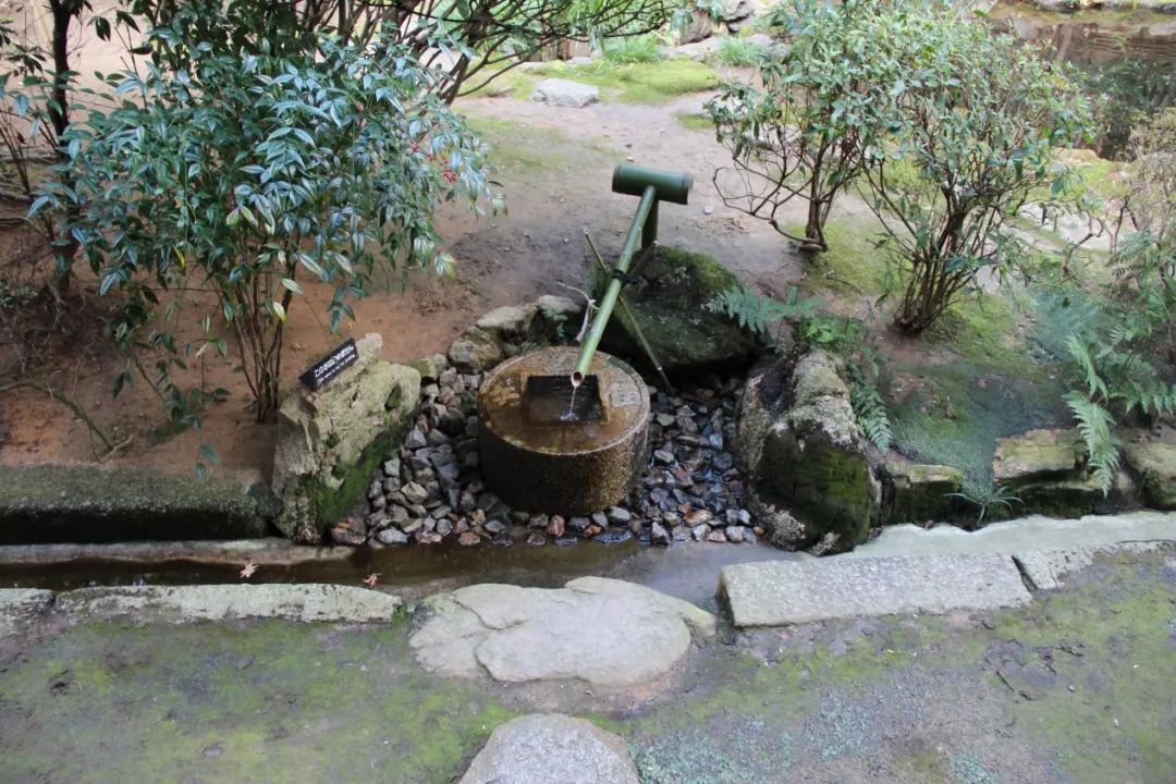 禅意花园里植物的那些事-112