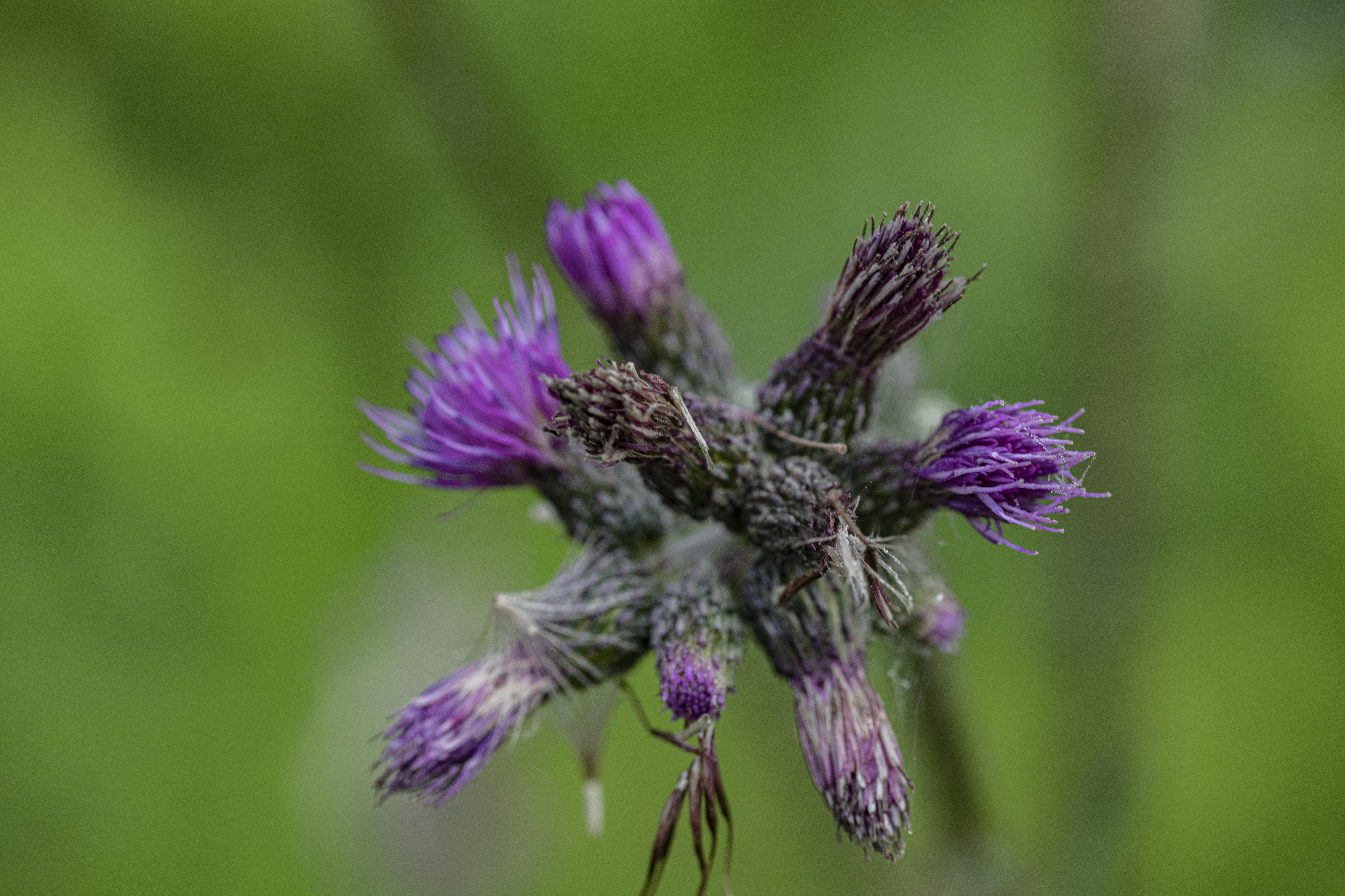 Regte Heide 遗址保护丨荷兰蒂尔堡-6