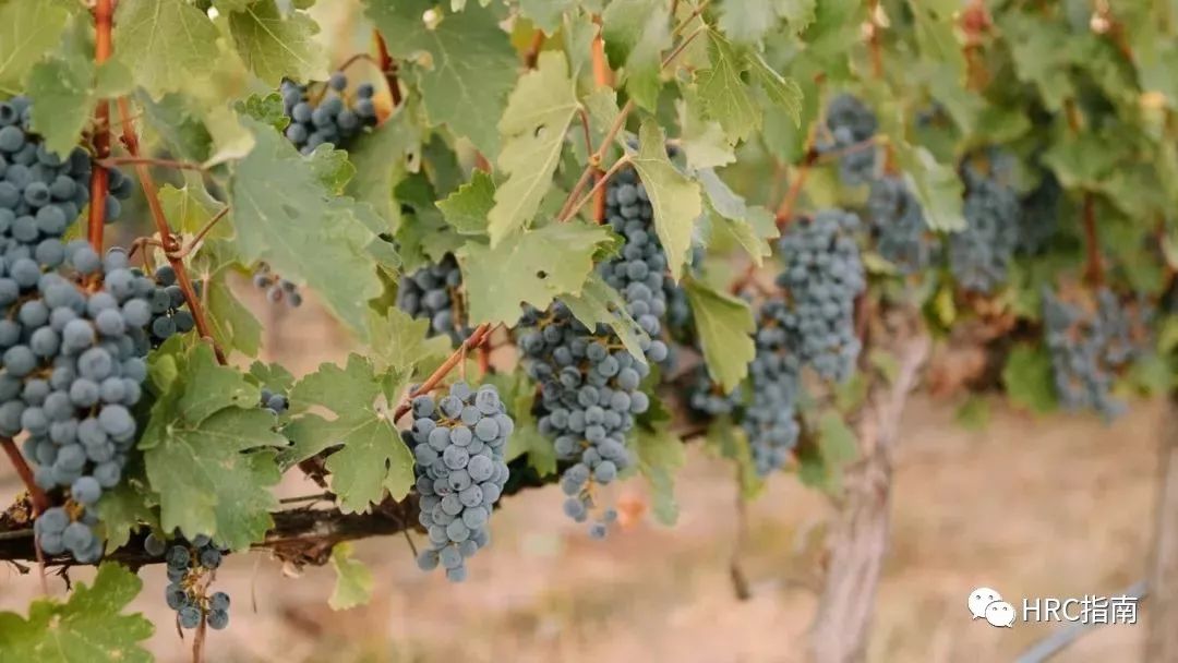 美国酒谷里的“四季”豪奢 | 纳帕谷四季酒店即将盛大启幕-2