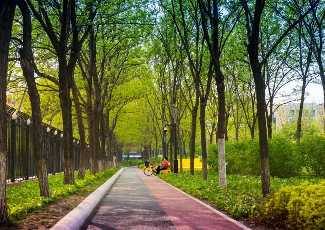 经开区9号绿地景观提升项目(海棠公园)丨中国北京丨北林地景-37