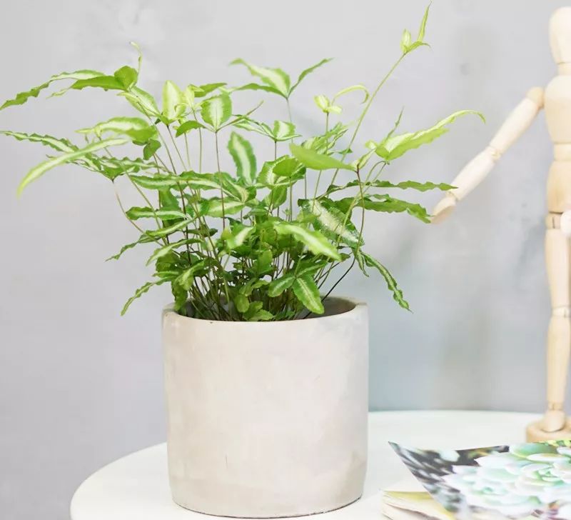 雨季绿植养护攻略-30