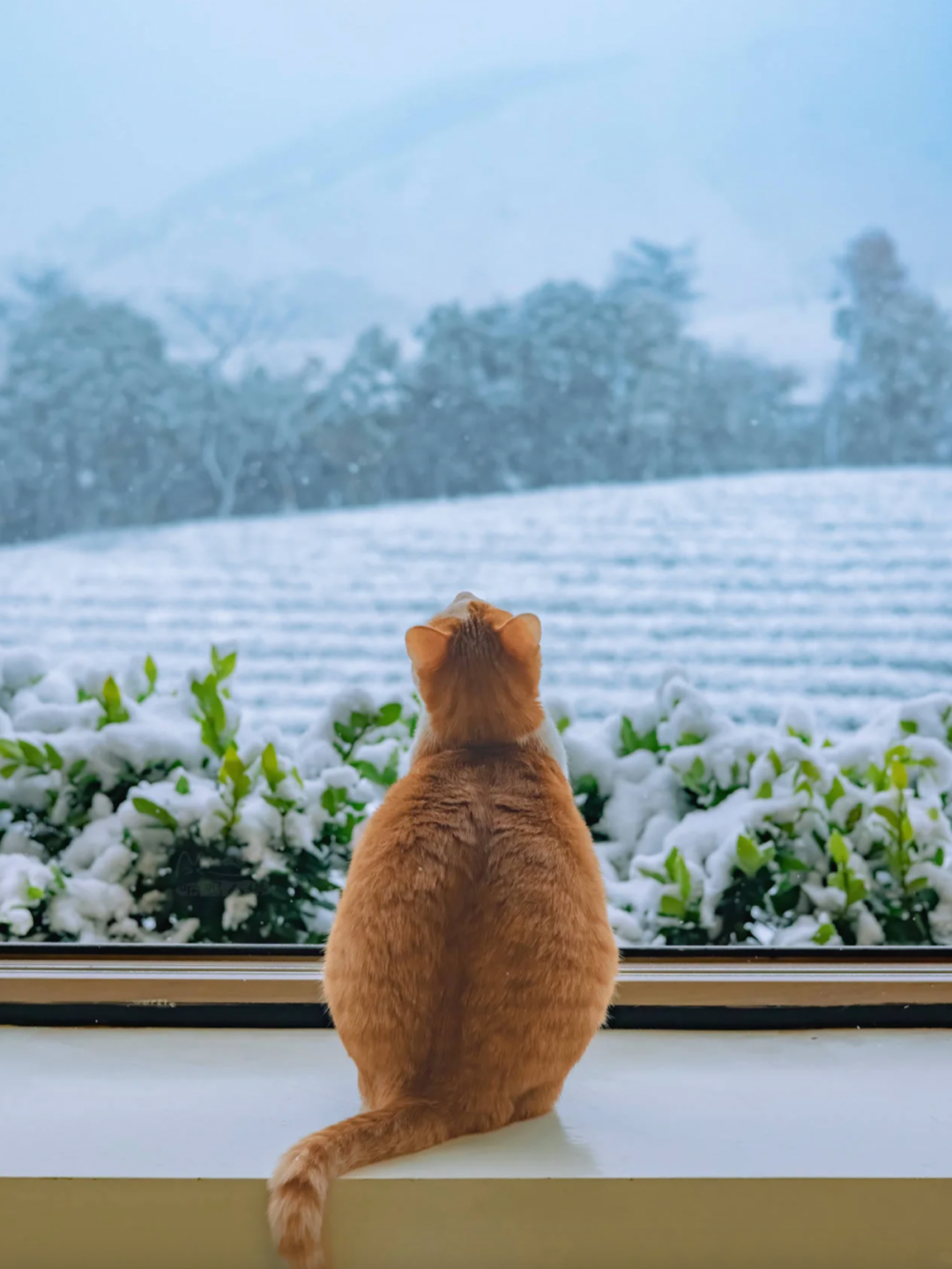 安吉观景平台及茶室丨中国浙江丨HATCH 汉齐建筑-58