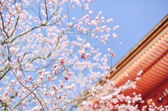 赛拉维设计丨日式餐厅丨万科进军餐饮界？打造4000㎡山水间的日料新地标！【CLV赛拉维×万科】-5