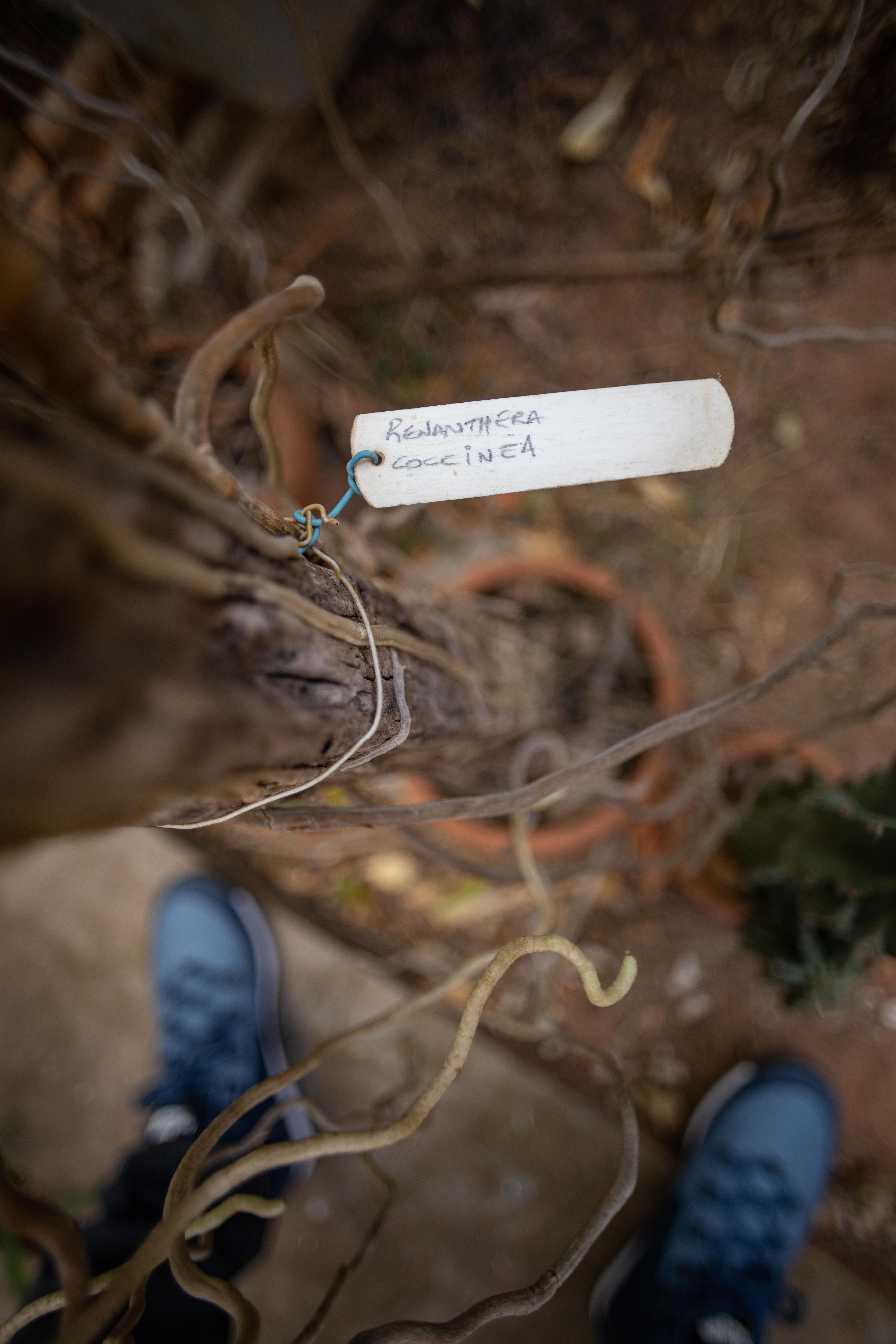 室内植物设计-50