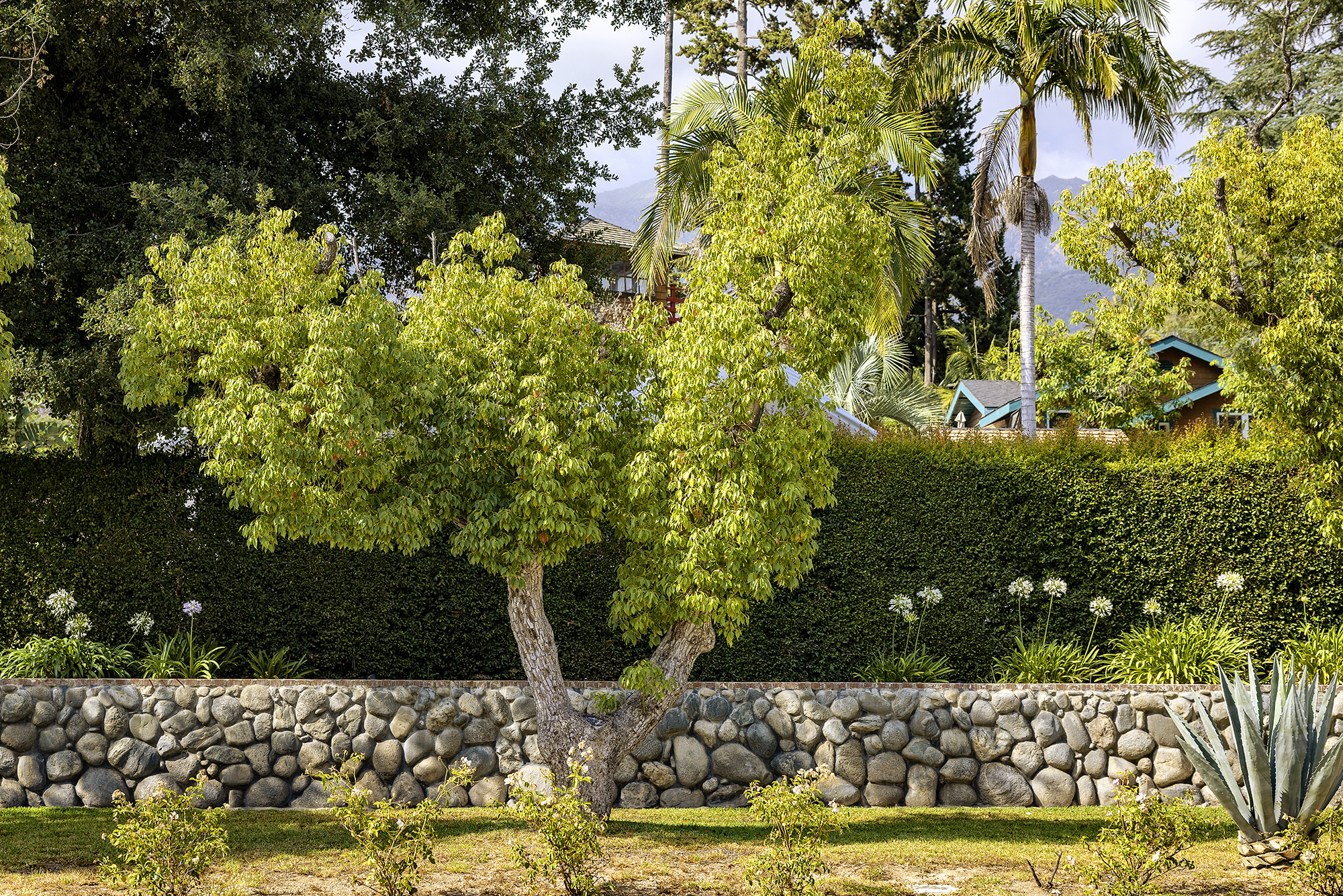 Trees and the Homes They Shade: 4-10