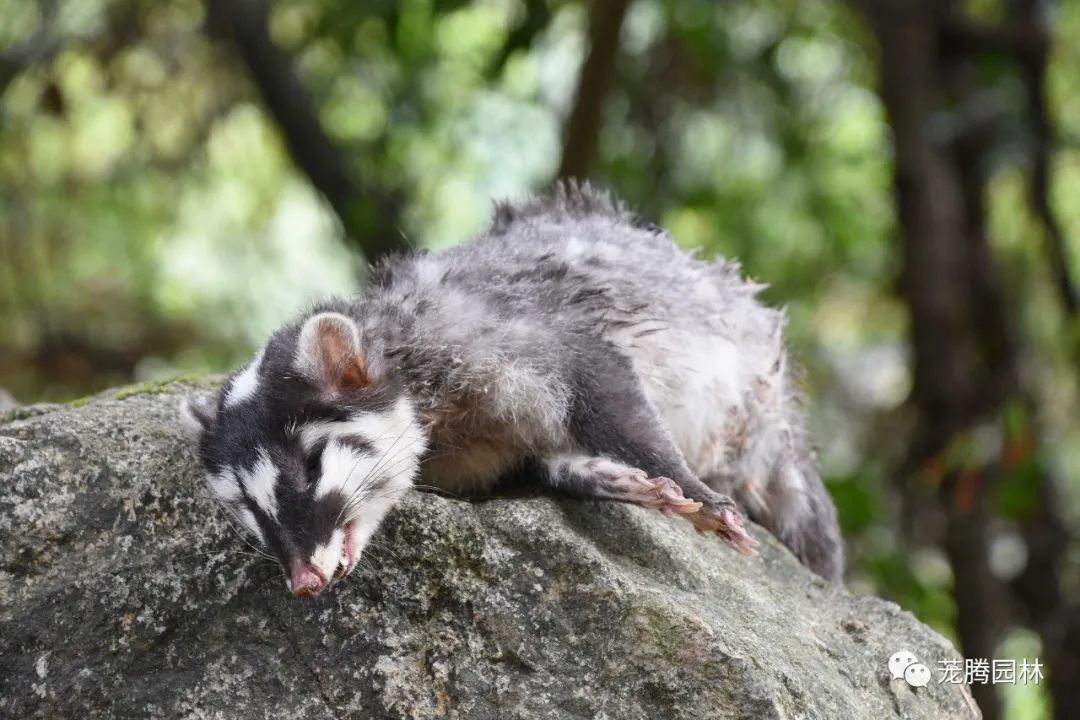 行走的茏腾人 | 象头山自然之美-84