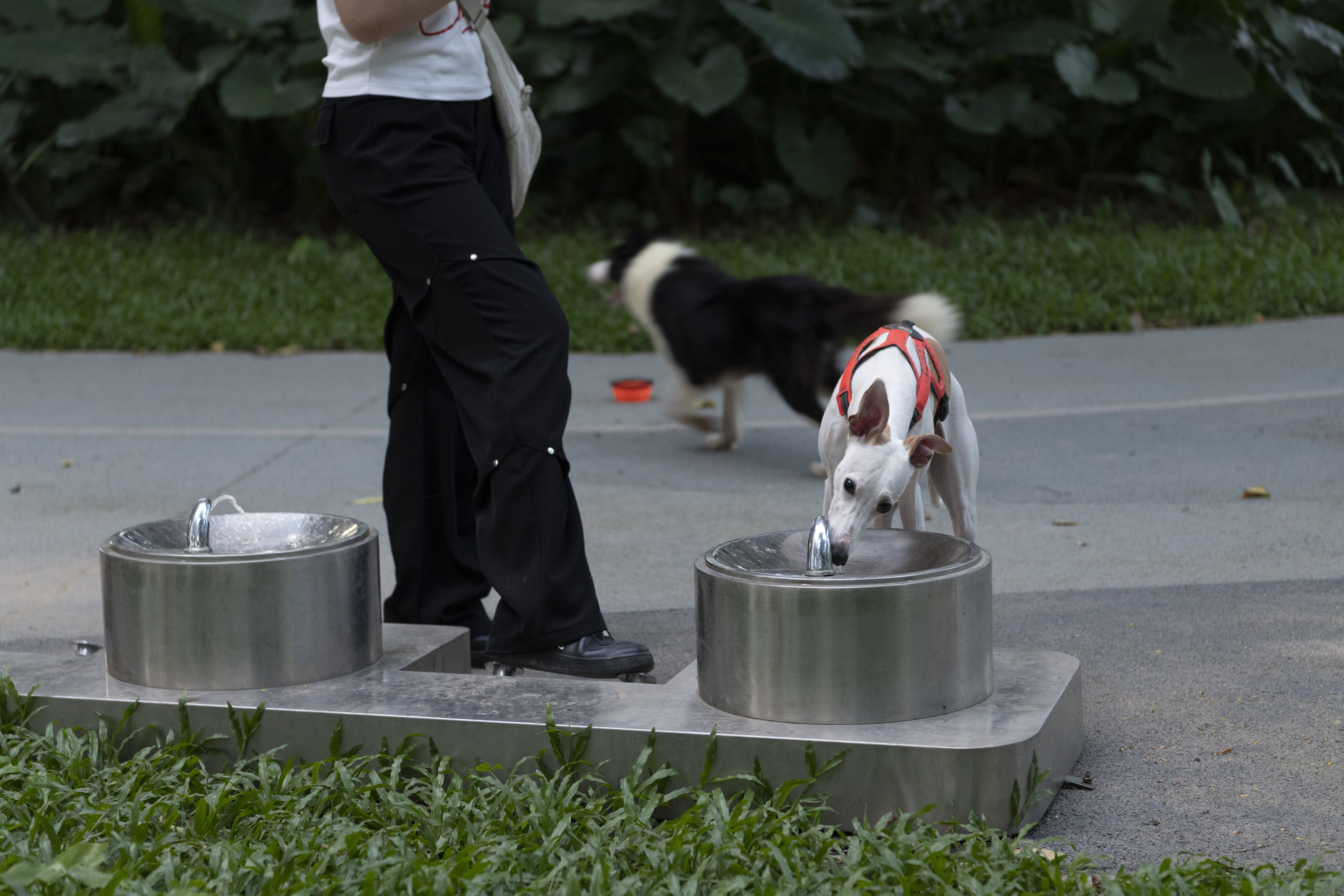 深圳市罗湖泥岗东路宠物友好口袋公园丨中国深圳丨深圳市未名设计顾问有限公司罗湖分公司（WMLA）-67