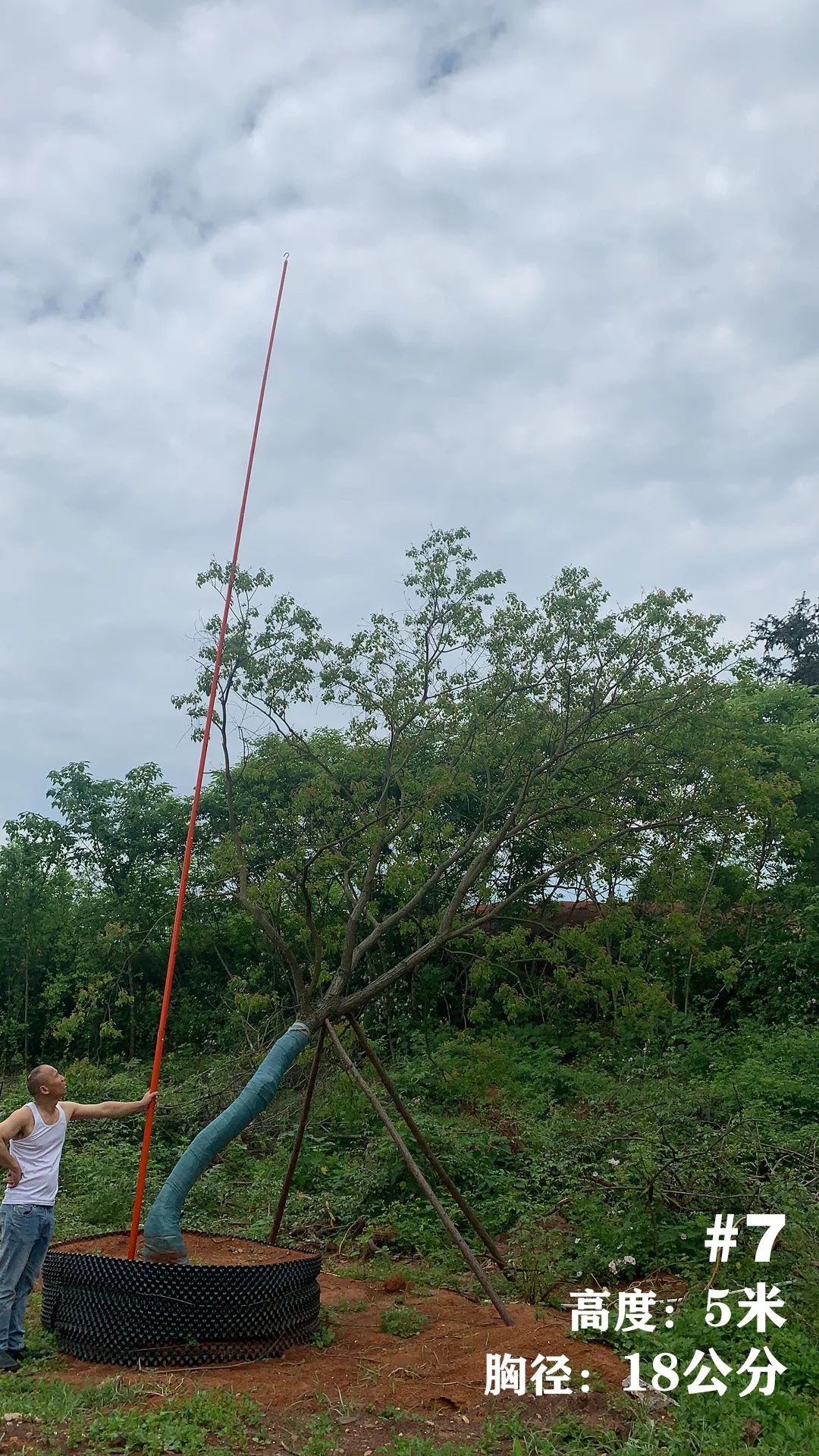 湖南衡阳 148 棵精品乌桕景观设计丨中国衡阳丨看见景观-11