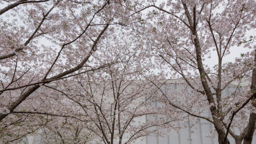 樱花+龙美术馆丨中国上海丨大舍建筑设计工作室-28