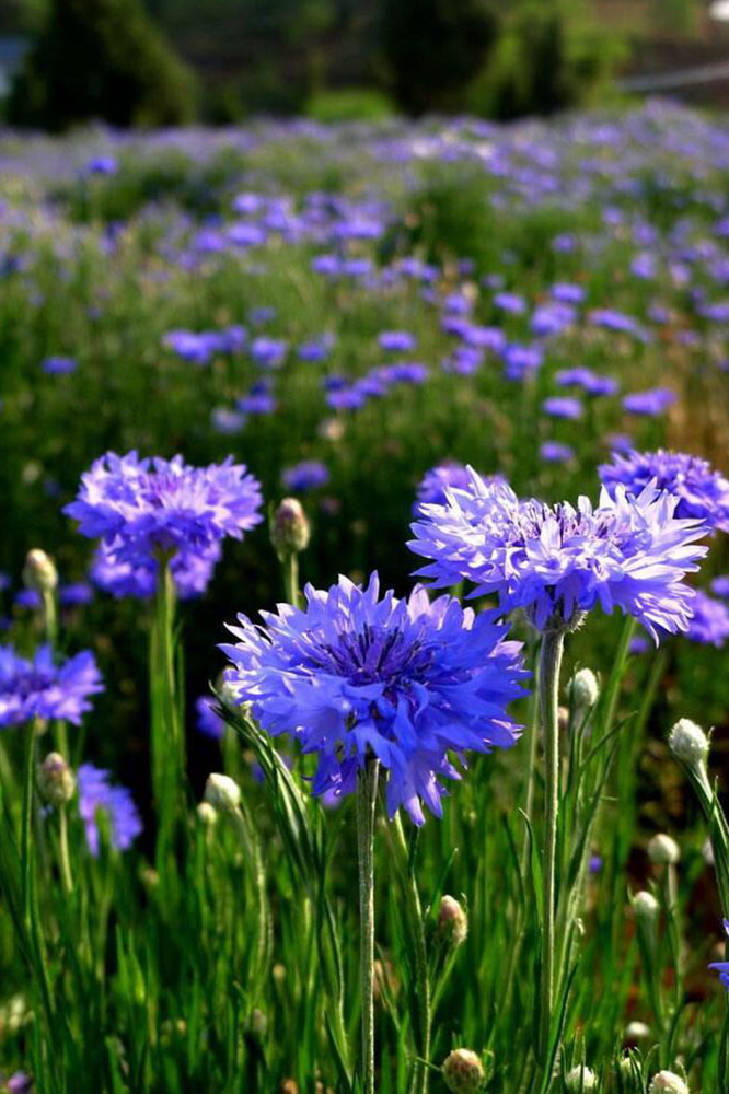 天秤座专属花园丨东町星座系列-35