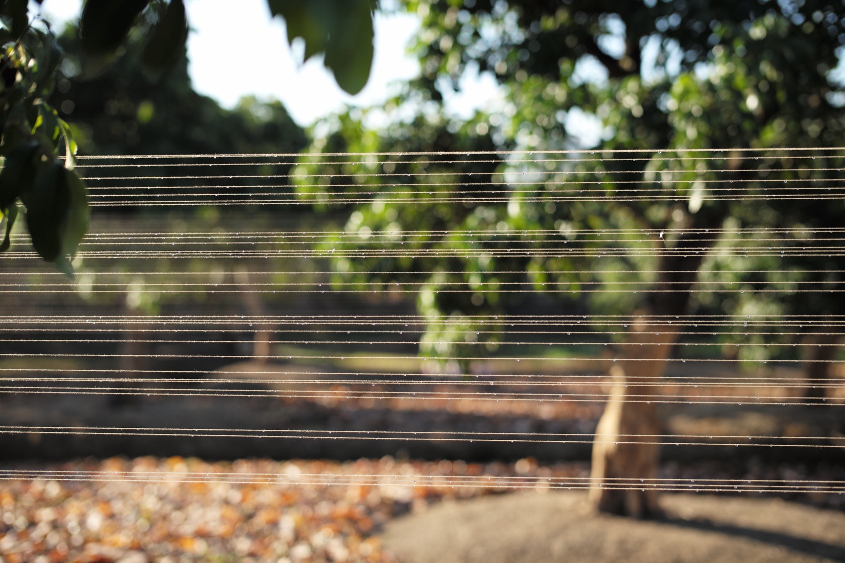 川行,CROSSING MEMORY丨中国广州丨北京林业大学 + LAIBA STUDIO-63