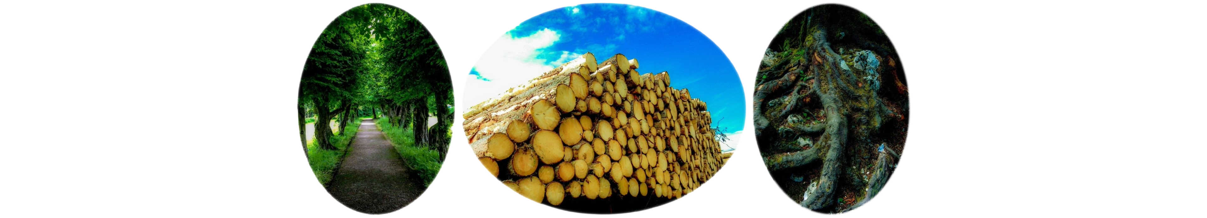 世界上的树木丨Sylvie D.-183