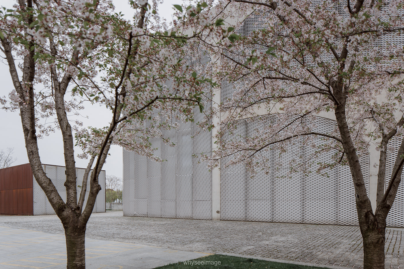 樱花落满龙美博物馆丨中国上海丨大舍建筑设计工作室-15