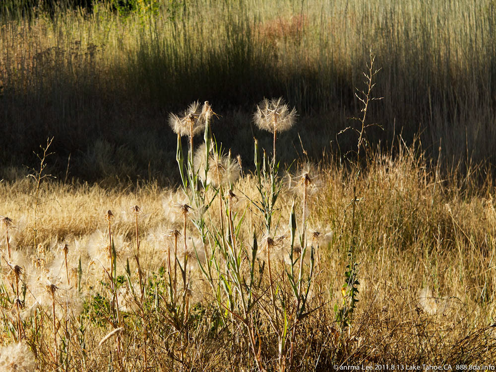 花 flower，蝶 butterfly-9