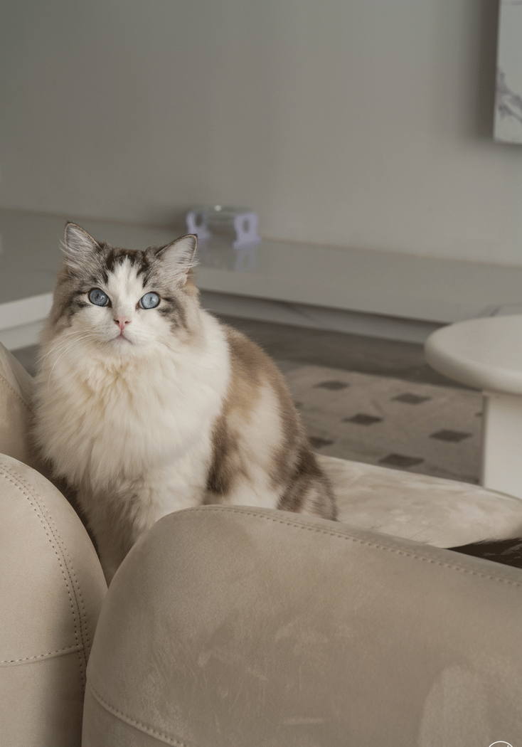 明亮温暖色系的花园房设计丨清羽设计-13