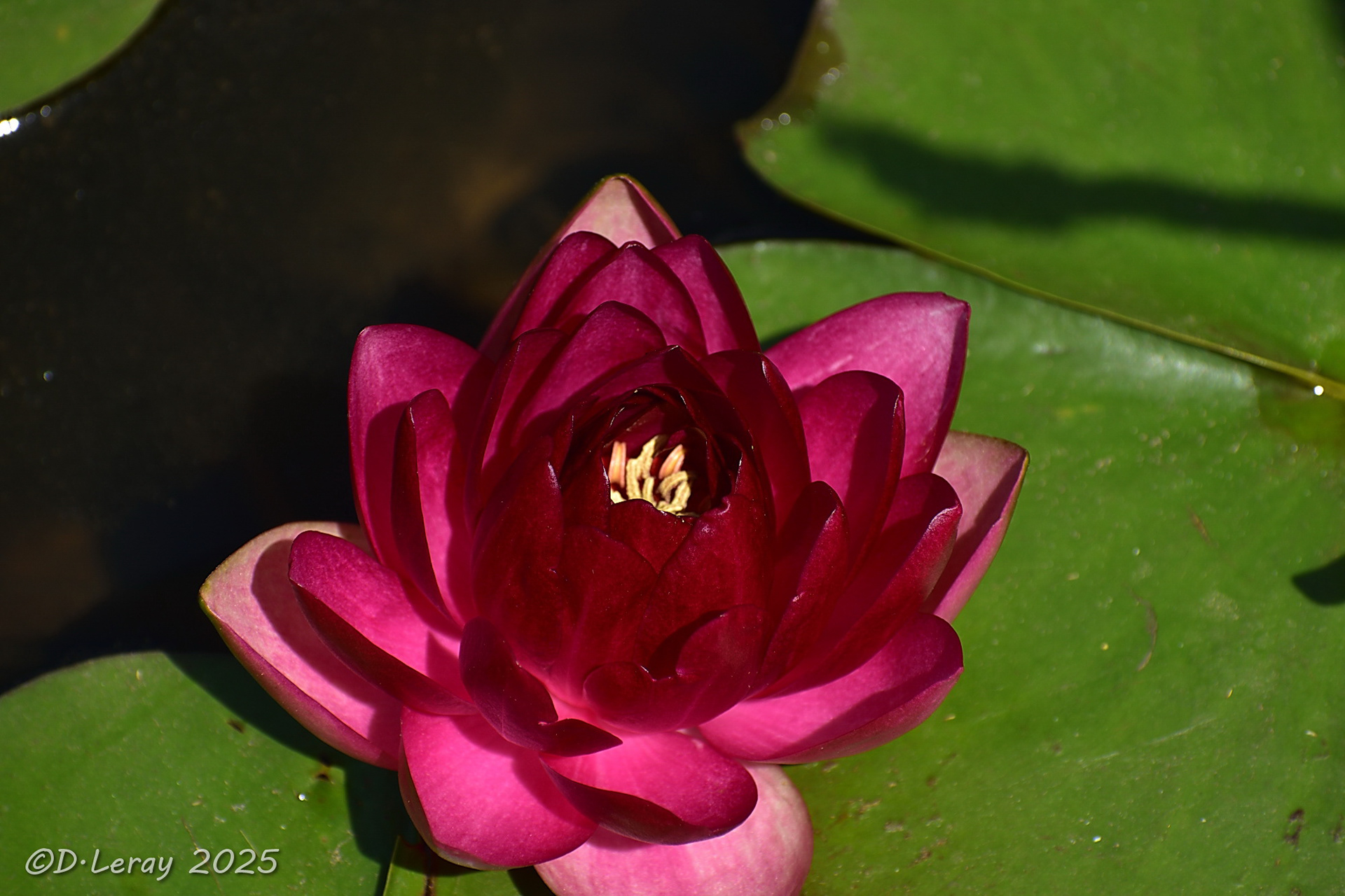 Jardins d'eau Carsac Aillac (24)-5