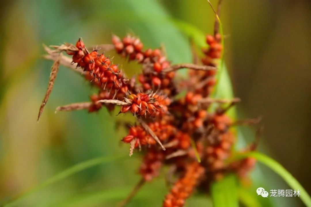 行走的茏腾人 | 深秋韶关的自然之美-83