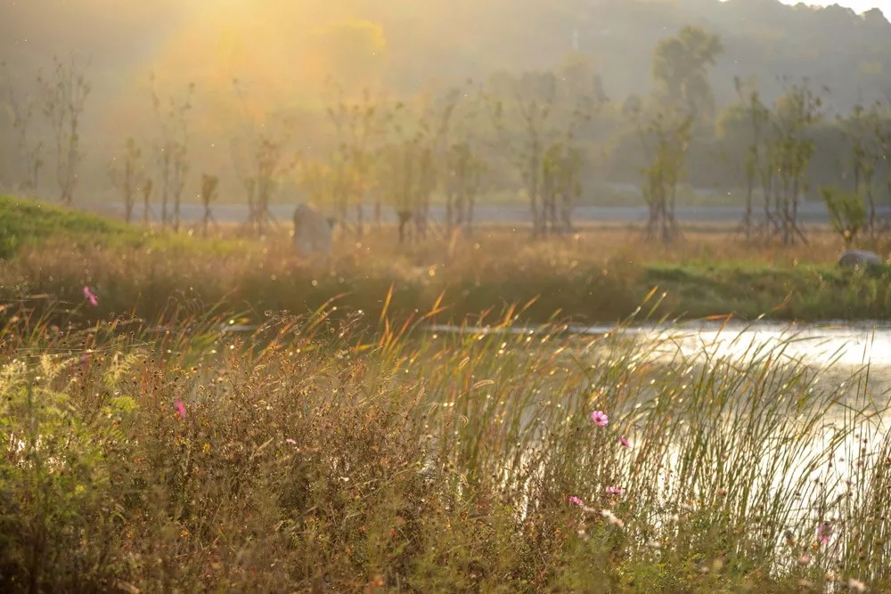 秦岭国家植物园田峪河湿地公园景观设计-73