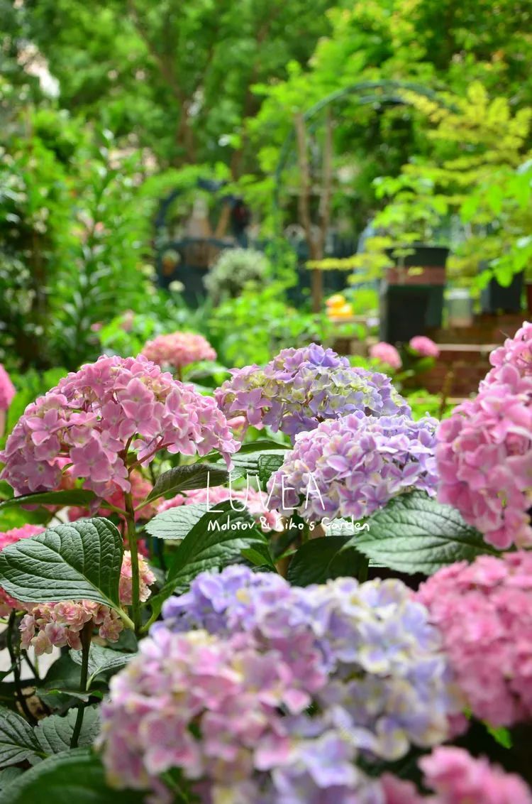 90后夫妻用4年时间,在魔都造了60平米花园,遛狗逗猫,好不惬意~-25