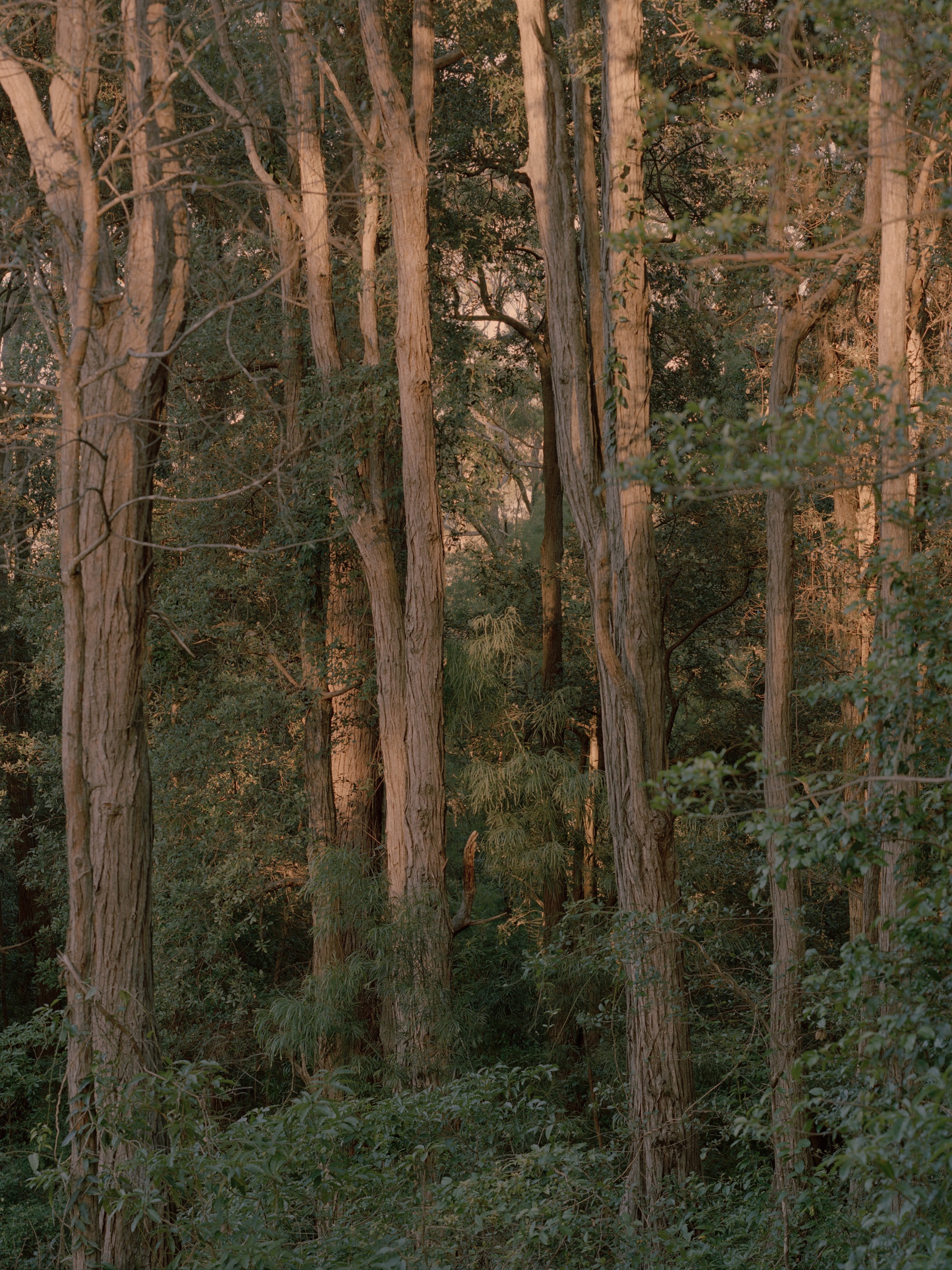 丨澳大利亚新南威尔士丨Klaus Carson Studio-43