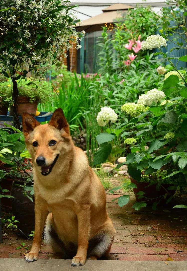 90后夫妻用4年时间，在魔都造了60平米花园，遛狗逗猫，好不惬意~-81