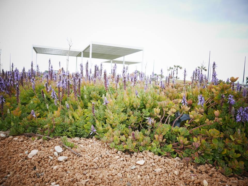 阿什克伦海洋公园 / Mayslits Kassif Roytman Architects-26