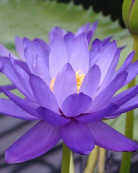 “水上百合之屋”（“Къщата с водните лилии”）丨英国