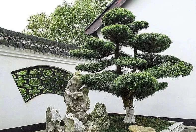 10 大最适合景观造型的树种解析-25