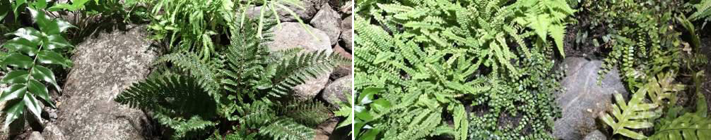 “最硬核”的办公空间改造，废弃海军造船厂中长出了一座封闭森林！-42