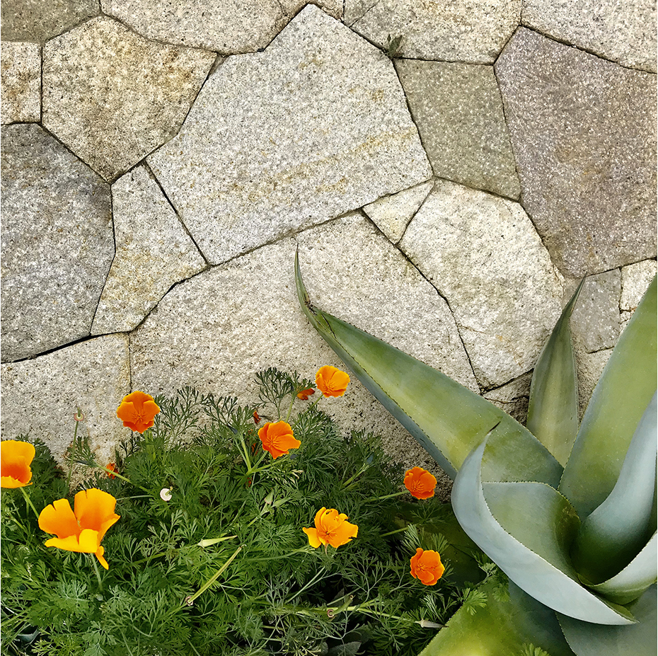 加州海岸岭住宅丨中国金山丨Scott Lewis Landscape Architecture-37