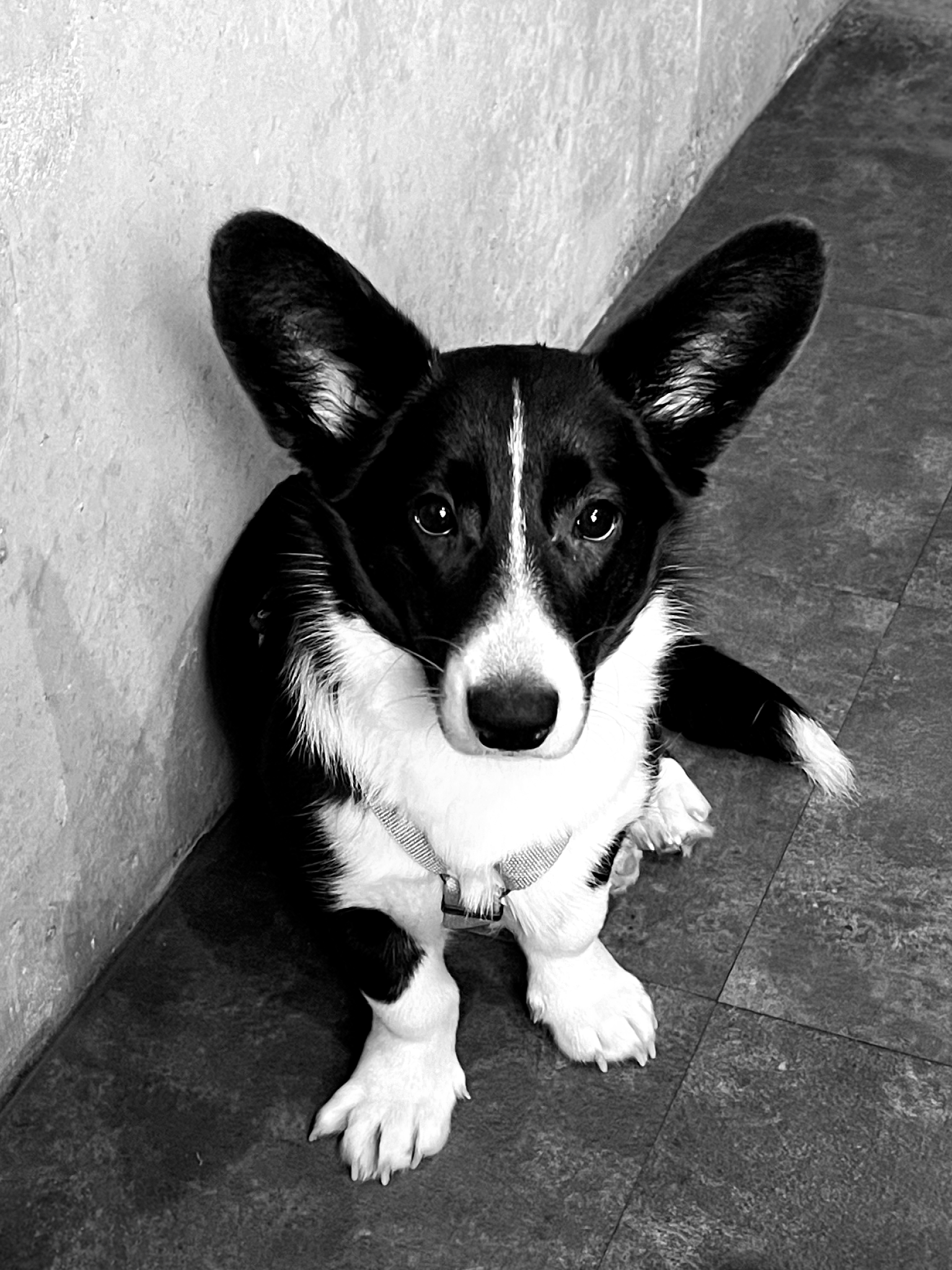 格林一家·咖啡馆丨Ekaterina Tarasova,Valeria Dzhigil-43