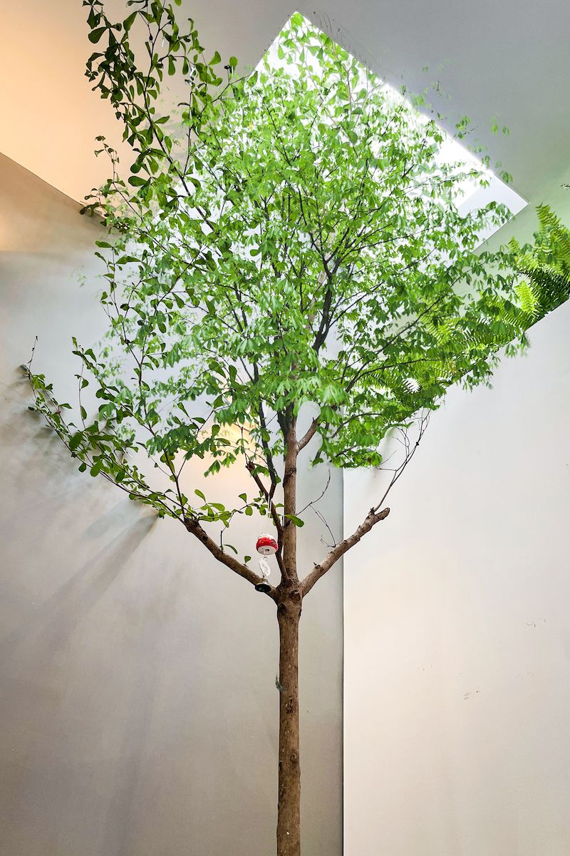 阳光小屋 TTHouse-6