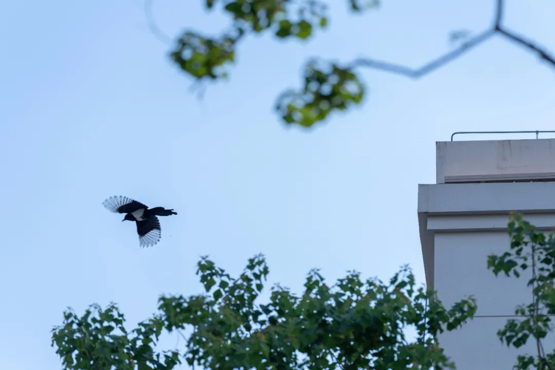   A&N尚源景观丨武汉万科·华生公园大道 景观设计 丨中国武汉-65