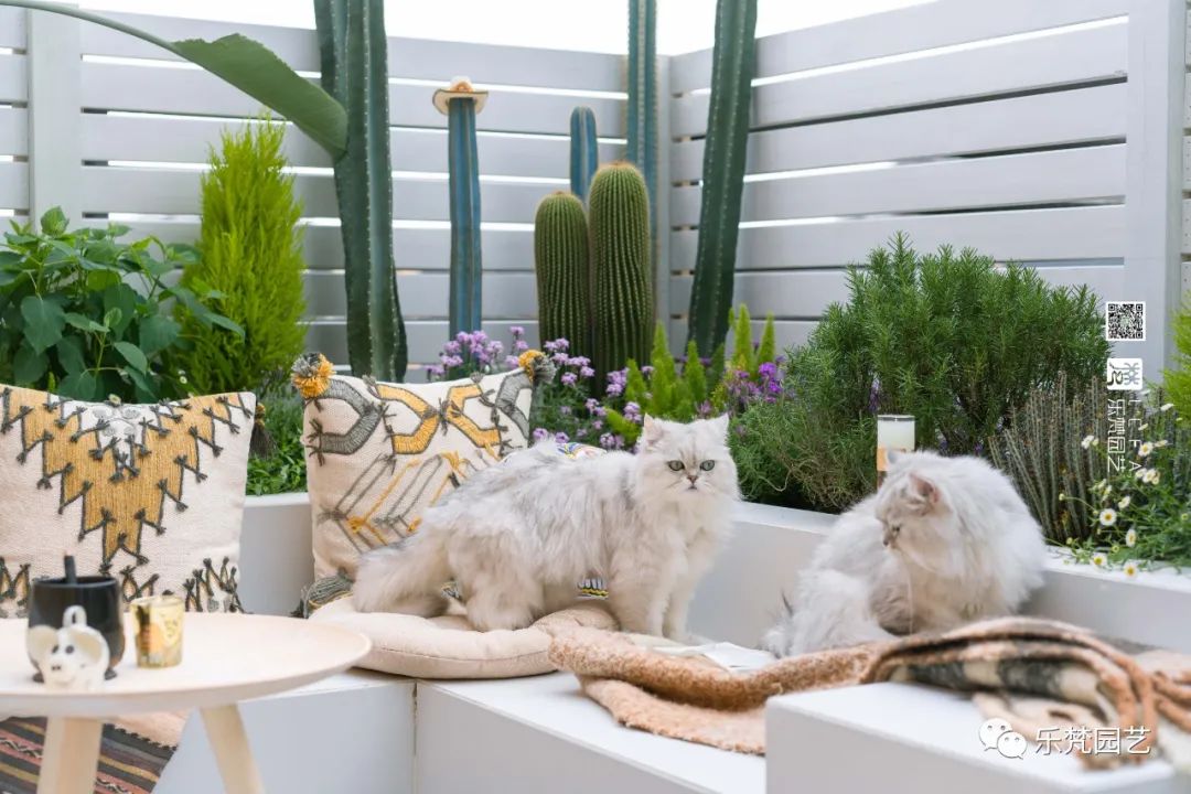 媚媚猫咪的摩洛哥阳台花园丨乐梵园艺-27
