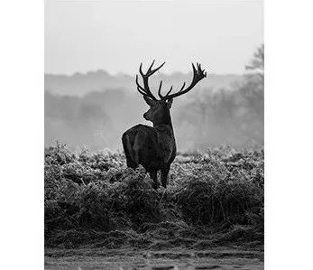 星夜巨鹿 | 现代轻奢的梦幻空间-5