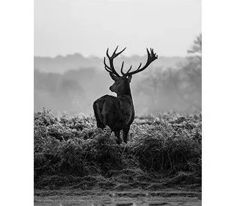 星夜巨鹿 | 现代轻奢的梦幻空间-5