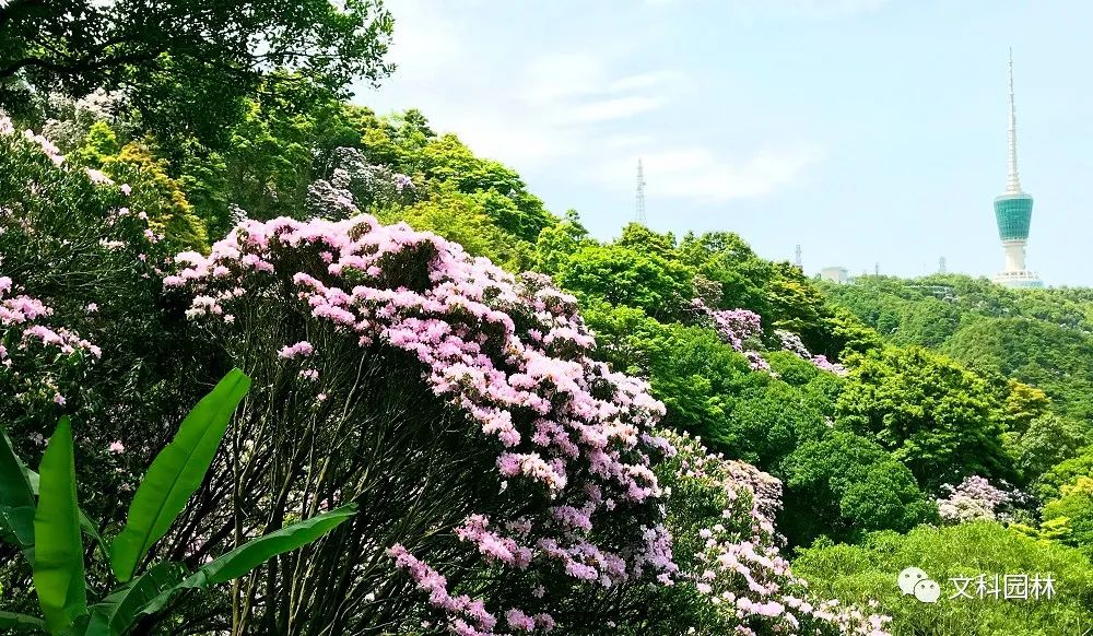 深圳市梧桐山第六届毛棉杜鹃花会景观设计丨中国深圳丨文科园林-1