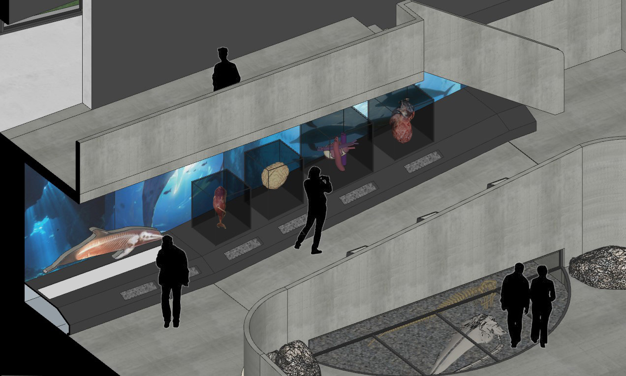 Taijiang the whale 2·0·台江鲸鱼标本馆改造设计丨DEAN DESIGN-21