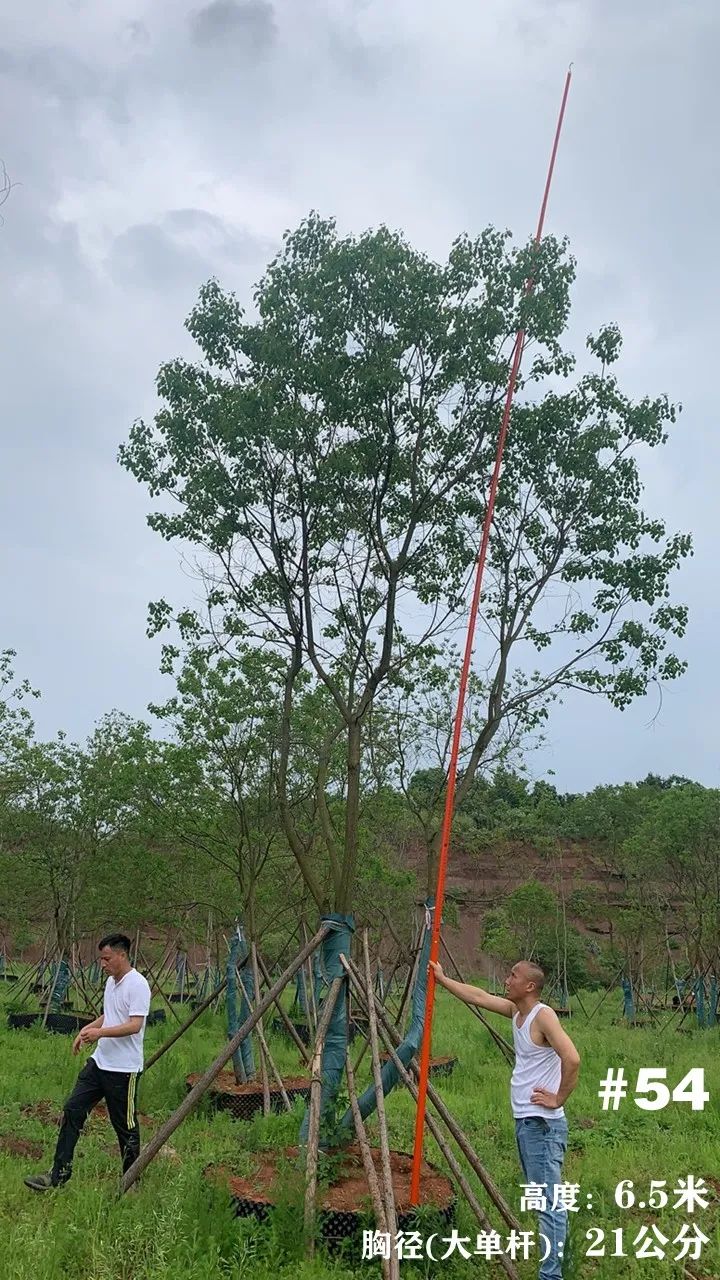 湖南衡阳 148 棵精品乌桕景观设计丨中国衡阳丨看见景观-64