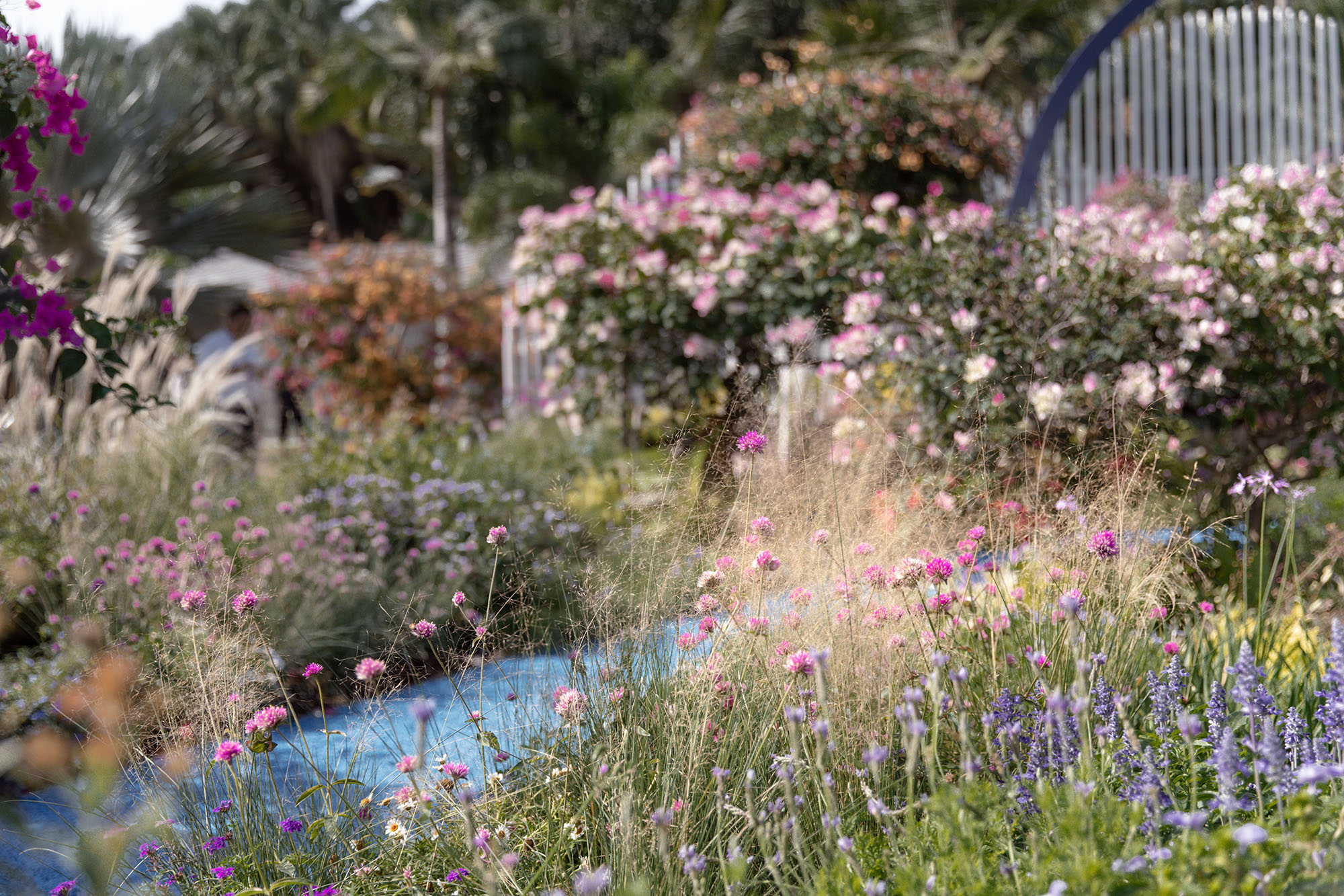 深圳簕杜鹃花展坪山区精品花园丨中国深圳-16
