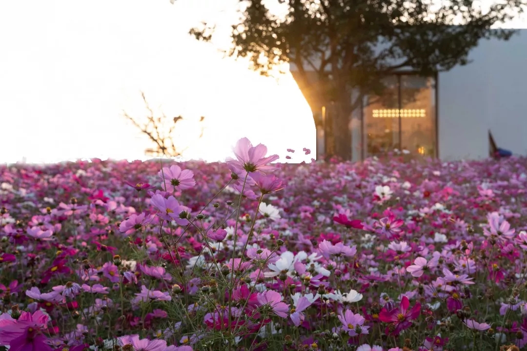 宁波奥克斯 · 繁花里示范区景观-13