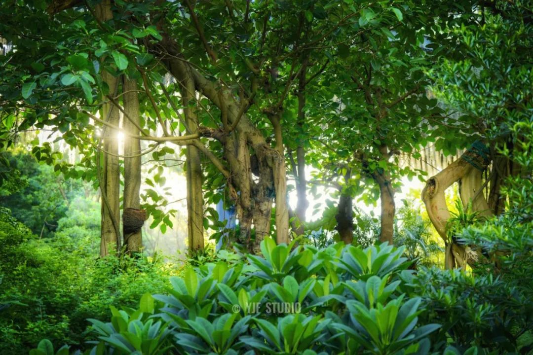 广州云萝植物园丨中国广州丨广州普邦园林股份有限公司-20