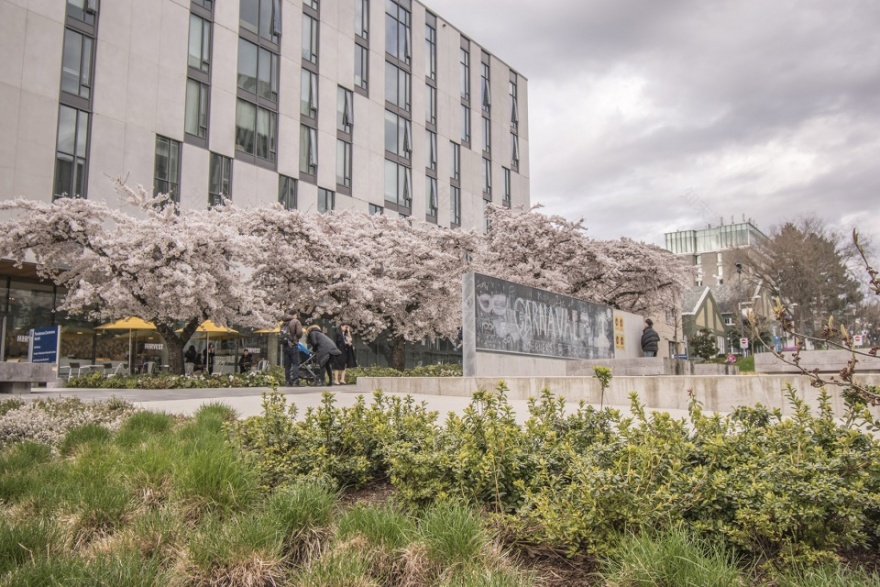 温哥华黄松木公共空间-19