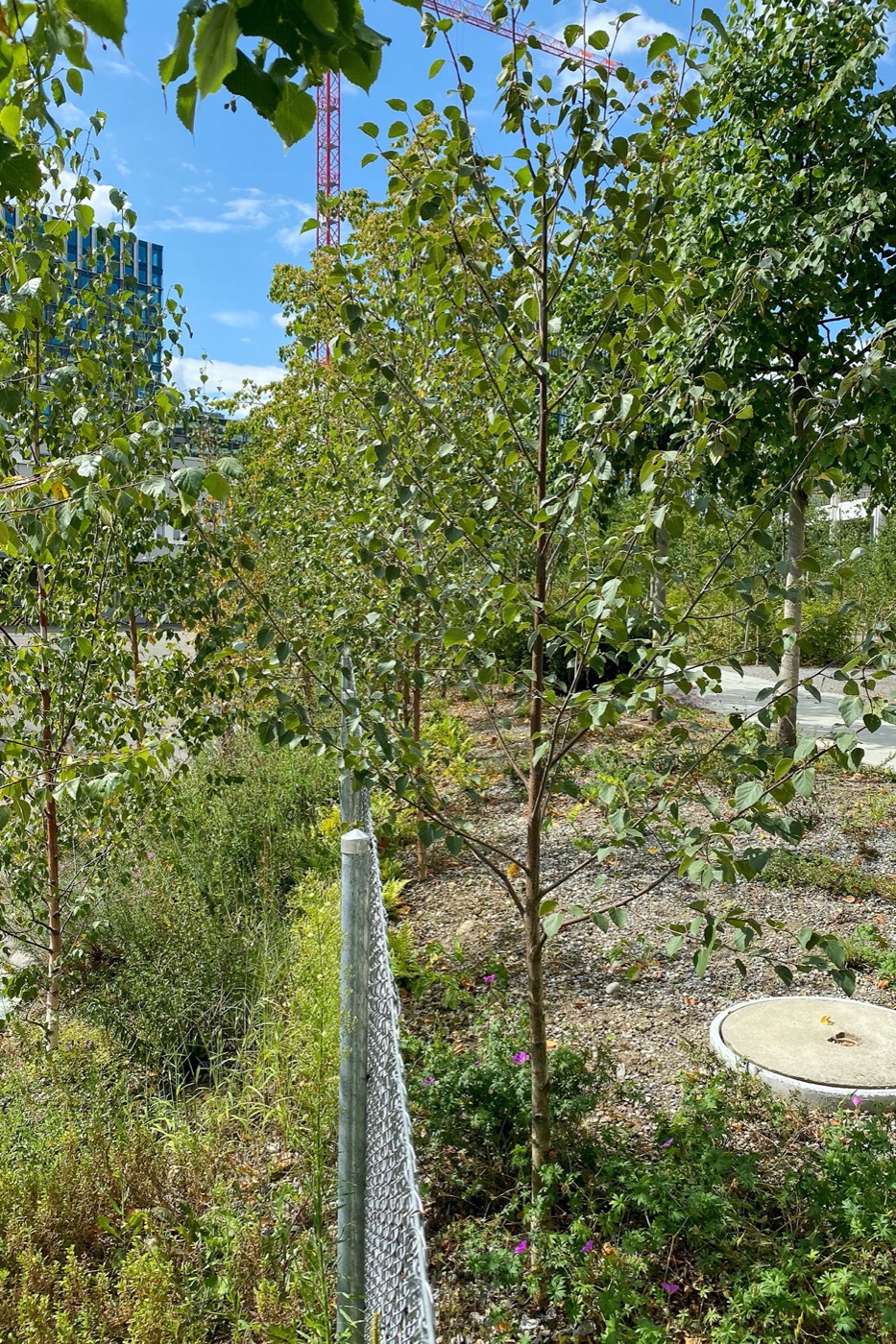 苏黎世“内部花园”改造丨瑞士苏黎世丨mavo Landschaften-15