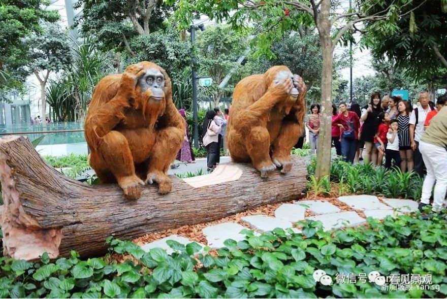 星耀樟宜 | 雨漩涡与绿意交织的机场奇迹-62