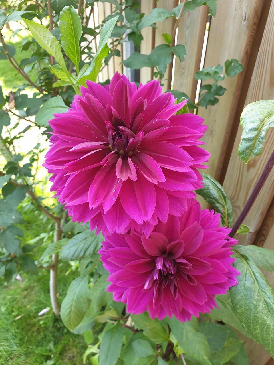 Margreet的带露台小花园丨荷兰阿森-34