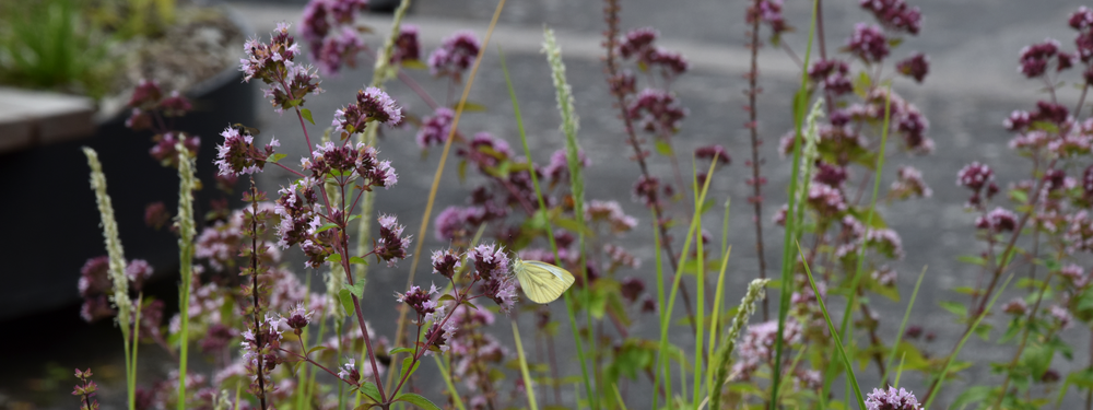 NOS  绿化新闻广场及露台丨荷兰丨NOS  Grasveld 园林与景观建筑师事务所-26